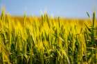 USA-Washington State-Palouse-Colfax Green wheat Art Print
